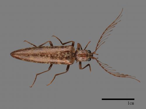 <已分類>Family：Cantharidae[菊虎科][00041173]