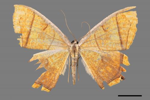 Thinopteryx crocoptera assamensis[黃蝶尺蛾][00047280]