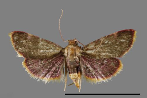 Hypsopygia mauritialis[00064020]