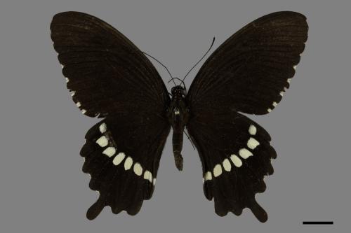 Papilio polytes polytes[玉帶鳳蝶][00093712]