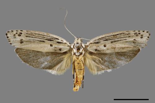 Ethmia lineatonotella[點帶織葉蛾][00061417]