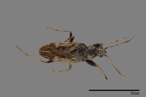 Horridipamera nietneri[紫黑刺脛長蝽][00079707]