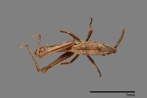 <已分類>Order：Orthoptera[直翅目][00026548]