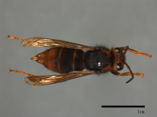 Vespa velutina[黃腳虎頭蜂][00098808]