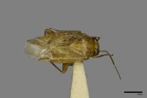 <已分類>Family：Miridae[盲椿象科][00079910]