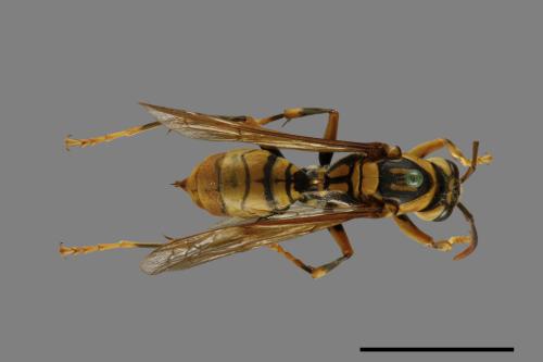 Polistes rothneyi[黃長腳蜂][00073576]