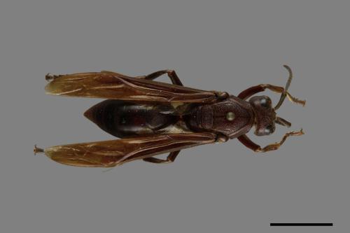 Polistes gigas[巨長腳蜂][00074372]