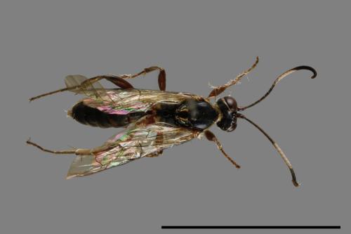 <已分類>Family：Ichneumonidae[姬蜂科][00114600]