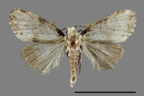 <已分類>Family：Noctuidae[夜蛾科][00092165]
