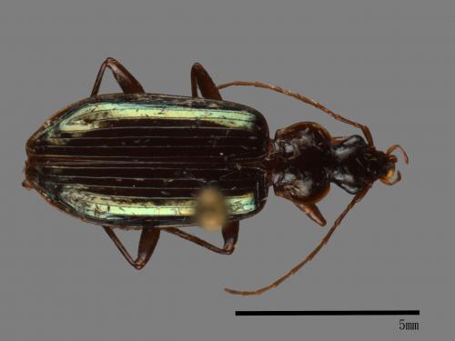 <已分類>Family：Carabidae[步行蟲科][00040973]