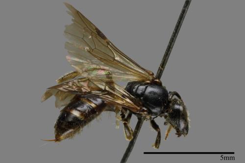 <已分類>Family：Halictidae[隧蜂科][00073864]