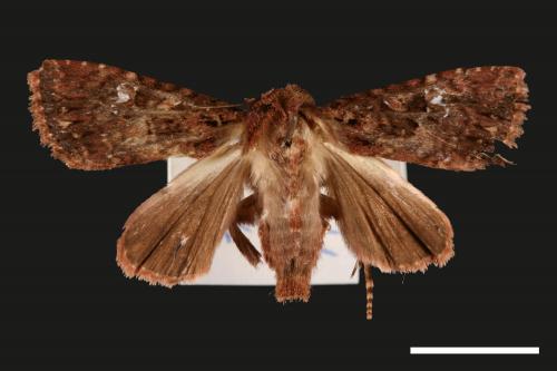 Feliniopsis tripunctata[00058861]