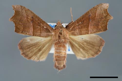 Anomis mesogona[00006824]
