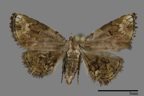 Mataeomera biangulata[00100510]