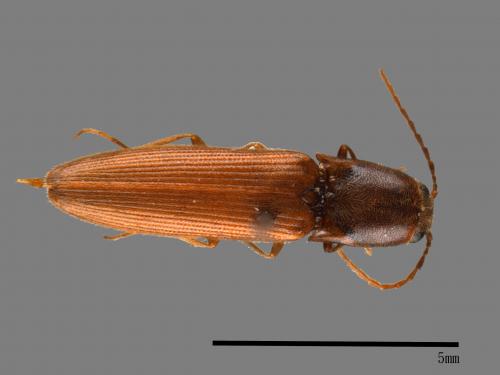 <已分類>Family：Elateridae[叩頭蟲科][00083834]