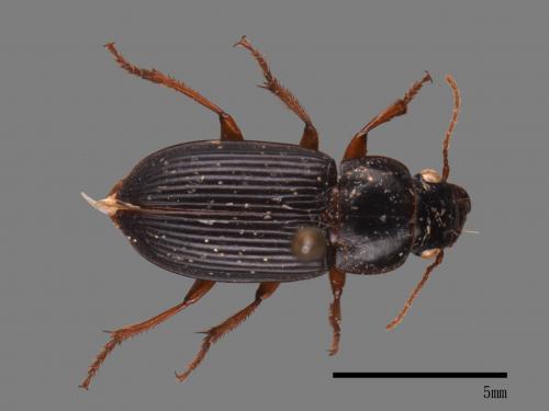 <已分類>Family：Carabidae[步行蟲科][00080829]