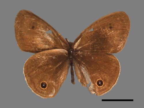 Ypthima multistriata[臺灣波紋蛇目蝶][00015321]