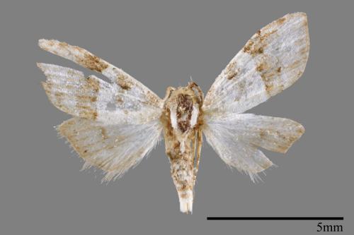 <已分類>Family：Noctuidae[夜蛾科][00011920]