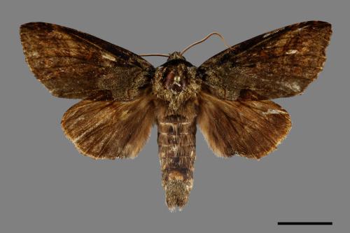 Mesophalera speratus[00099873]