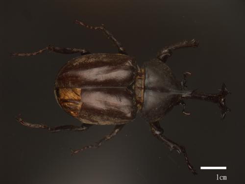 Allomyrina dichotomus[獨角仙][00080251]