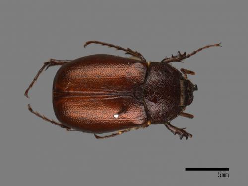 <已分類>Family：Scarabaeidae[金龜子科][00080696]