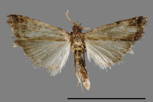 <已分類>Family：Pyralidae[螟蛾科][00063932]