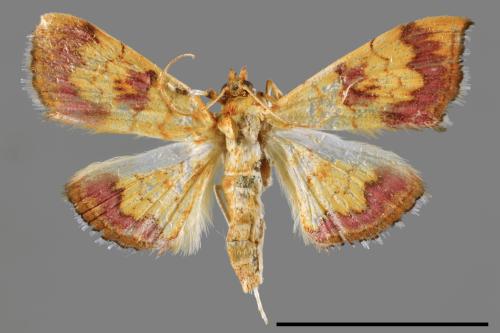 <已分類>Family：Crambidae[草螟科][00026946]