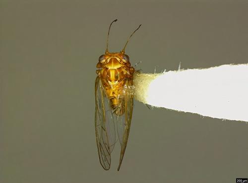 <已分類>Family：Psyllidae[木蝨科][00078170]