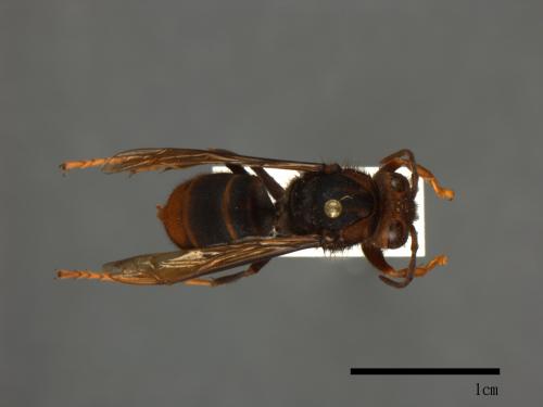 Vespa velutina[黃腳虎頭蜂][00098966]