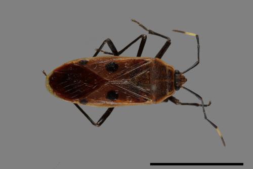 Physopelta quadriguttata[00040919]