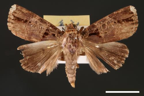 Callyna jugaria[黃斑頂夜蛾][00002308]
