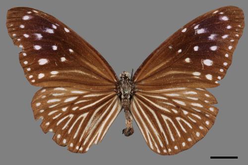 Euploea mulciber barsine[端紫斑蝶][00013409]