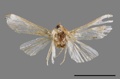 <已分類>Family：Crambidae[草螟科][00051926]