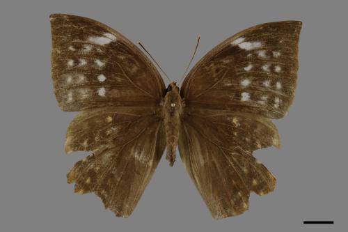 Discophora sondaica tulliana[鳳眼方環蝶][00093786]