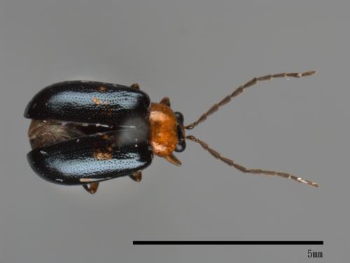 <已分類>Family：Chrysomelidae[金花蟲科][00083987]