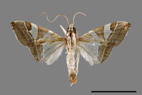 Glyphodes itysalis[00052620]