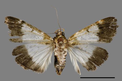 Teliphasa albifusa[00045773]
