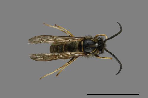 Vespula flaviceps[細黃胡蜂][00072868]