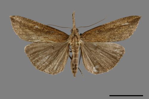 <已分類>Genus：Hypena[00094969]