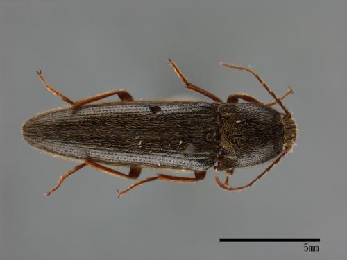 <已分類>Family：Elateridae[叩頭蟲科][00083776]