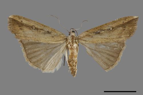 <已分類>Genus：Hypena[00091669]