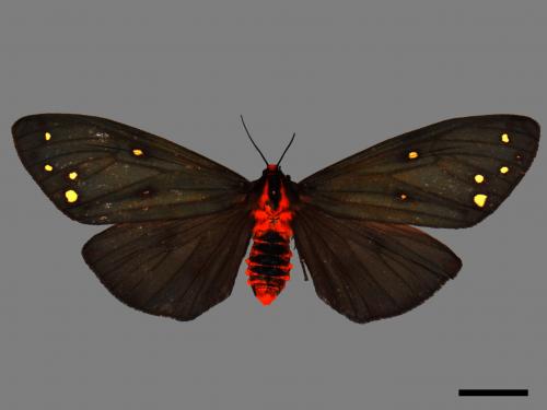 Taicallimorpha albipuncta[烏麗燈蛾][00055903]