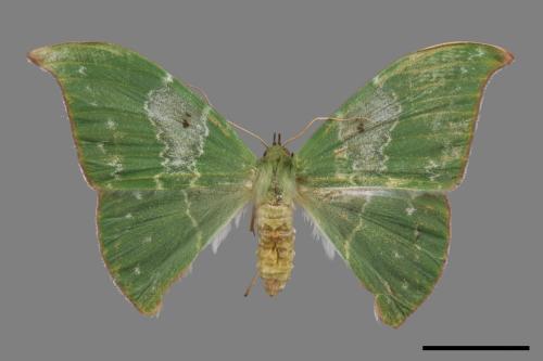 Tanaorhinus viridiluteatus[雙點鐮翅青尺蛾][00019846]