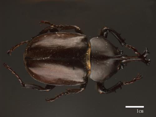 Allomyrina dichotomus[獨角仙][00041951]