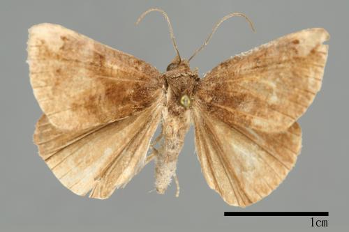 Hypena tenebralis[00009901]