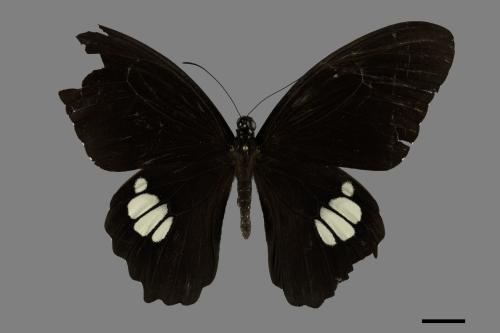 Papilio castor formosanus[無尾白紋鳳蝶][00101896]