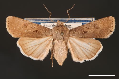 Agrotis segetum[蕪菁夜蛾][00000696]