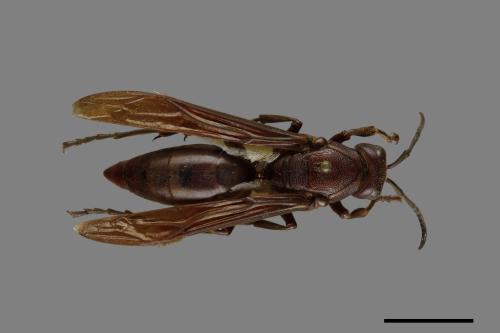 Polistes gigas[巨長腳蜂][00074384]