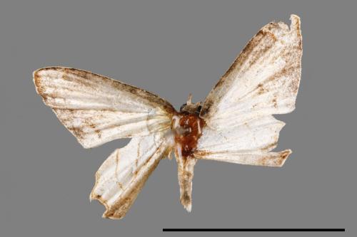 Warreniplema fumicosta[黃緣雙尾蛾][00012665]