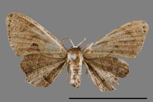 Phazaca alikangensis[里港圓翅雙尾蛾][00012551]